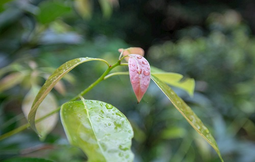 如何利用土壤墑情測(cè)量?jī)x指導(dǎo)香樟樹(shù)培育？