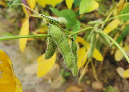 大豆種植不景氣？土壤養(yǎng)分測(cè)試儀找到了新出路