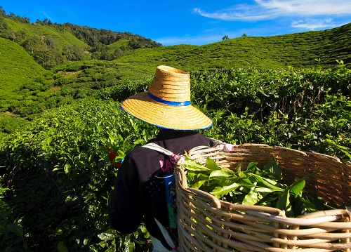 茶園里面的土壤應(yīng)該如何檢測(cè)？利用土壤儀器對(duì)茶園土壤的有效管理