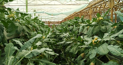 大棚土壤鹽漬化會(huì)對(duì)蔬菜種植（根、葉、果）帶來哪些危害？