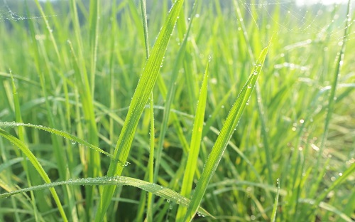 土壤檢測儀已經(jīng)被廣泛應用（土壤水分檢測儀的突出性能）
